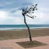 Baum im Wind